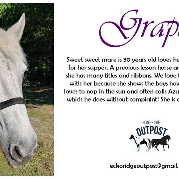 Horse Paintings! 3 sizes - Custom Colors available - Great Gift Idea - Picture 12 of 14